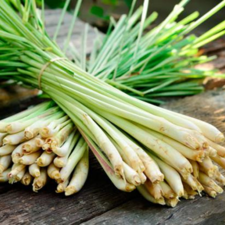 Citronnelle indienne  - Leaderplant