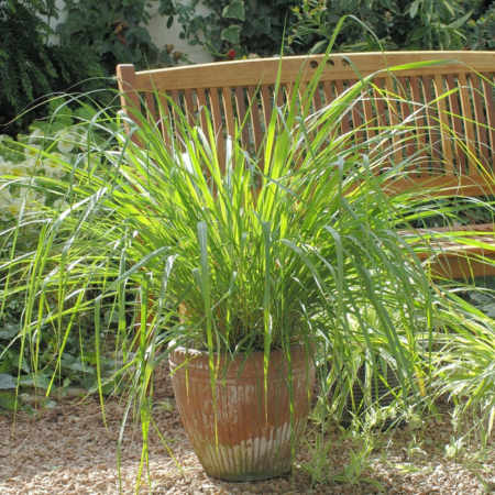 Citronnelle indienne  - Leaderplant