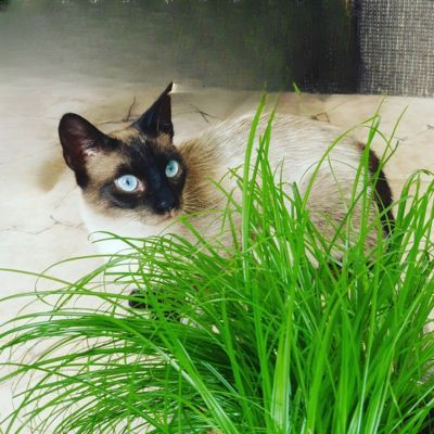 Herbe à Chat - Leaderplant