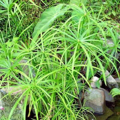 Papyrus à feuilles alternes - Leaderplant