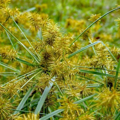 Souchet Comestible - Amande de terre African Super - Leaderplant