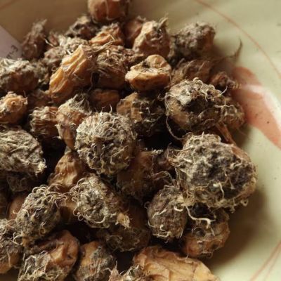 Souchet Comestible - Amande de terre African Super - Leaderplant