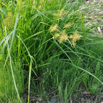 Souchet Comestible - Amande de terre Large Black - Leaderplant