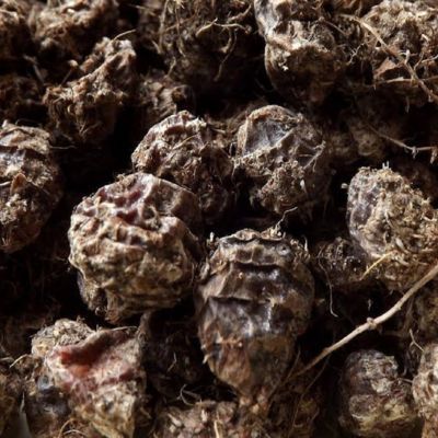 Souchet Comestible - Amande de terre Large Black - Leaderplant