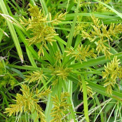 Souchet Comestible - Amande de terre - Leaderplant