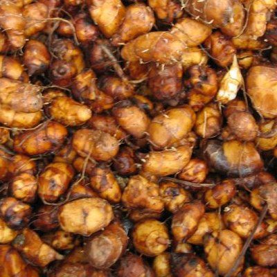 Souchet Comestible - Amande de terre - Leaderplant