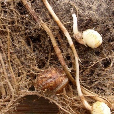 Souchet Comestible - Amande de terre - Leaderplant