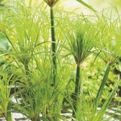 70 Graines De Papyrus - Pour Plantation Extérieure, Facile à Cultiver, Besoin De Plein Soleil