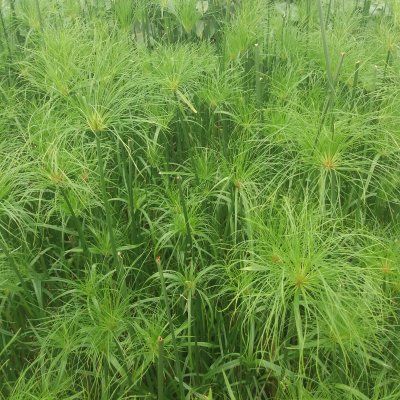 Papyrus du Nil - Leaderplant