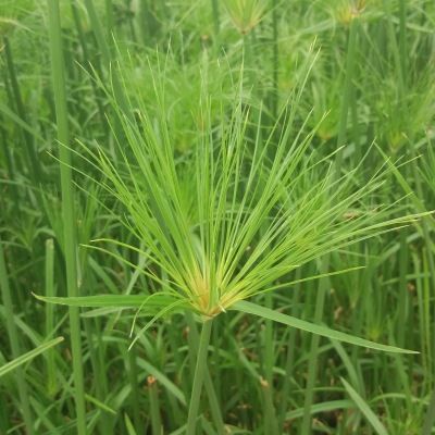 Papyrus du Nil - Leaderplant