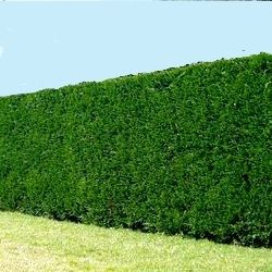 Cypres 2001 - Leaderplant