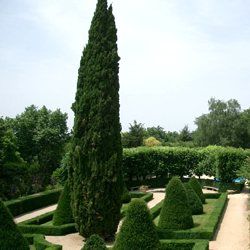 Cypres de Provence / Cypres d'Italie - Leaderplant