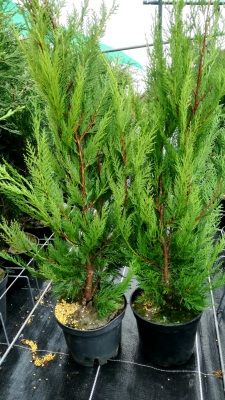 Cypres-thuya Greenwall GreenWall Pex - Leaderplant