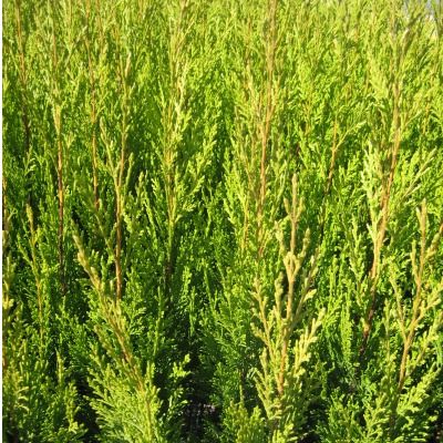 Cypres-thuya Greenwall GreenWall Pex - Leaderplant