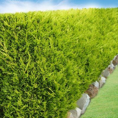 Cypres-thuya Greenwall GreenWall Pex - Leaderplant