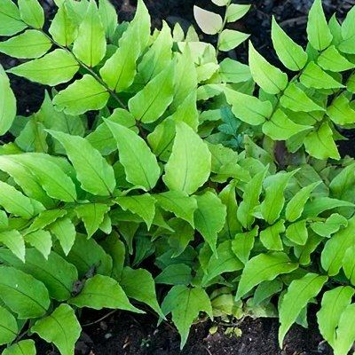 Fougère Fortune - Fougère Houx - Aspidie Fortune - Leaderplant