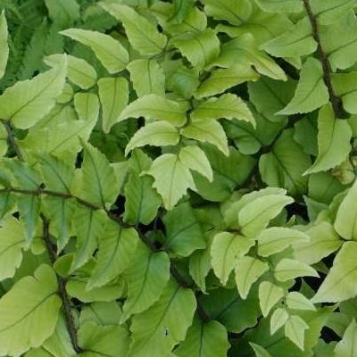 Fougère Fortune - Fougère Houx - Aspidie Fortune - Leaderplant