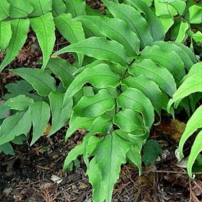  Fougère Houx - Aspidie  - Leaderplant