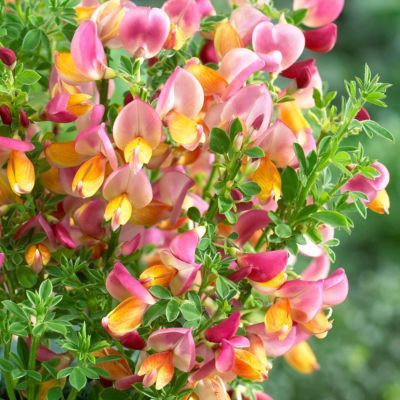 Genêt La Coquette - Leaderplant