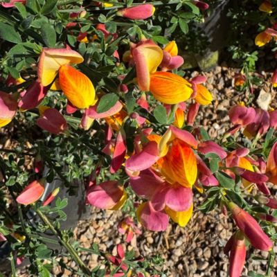 Genêt La Coquette - Leaderplant