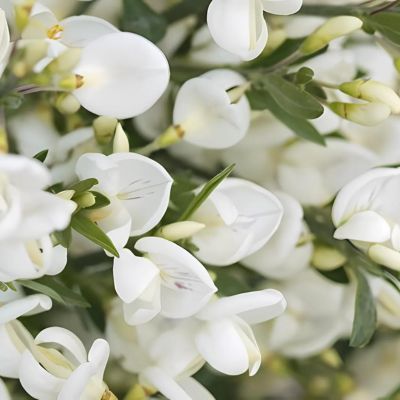 Genêt à fleurs blanches  - Leaderplant