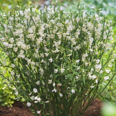 Genêt à fleurs blanches  - Leaderplant