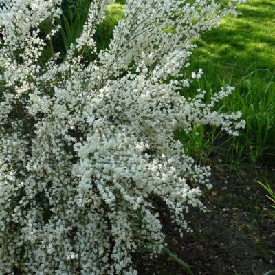Genêt à fleurs blanches  - Leaderplant