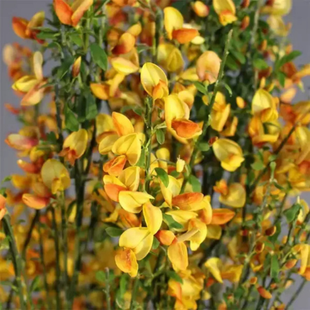 Genêt à balais Apricot Gem   - Leaderplant