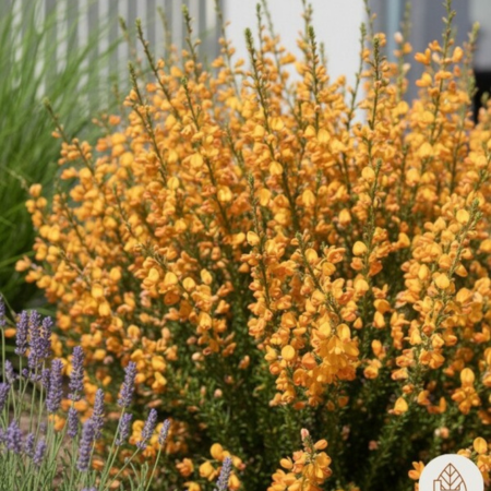 Genêt à balais Apricot Gem   - Leaderplant