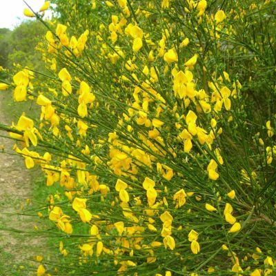 Genêt à balais - Leaderplant