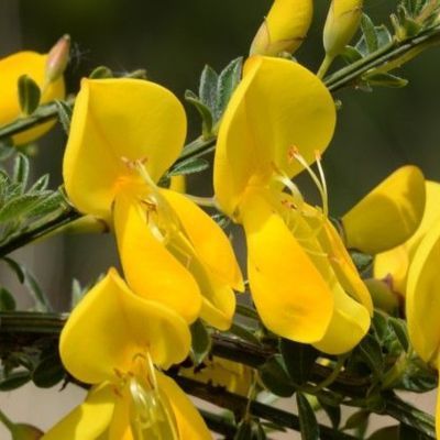 Genêt à balais - Leaderplant