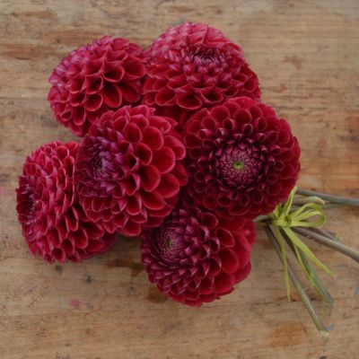 Dahlia Balle Cornel (1 bulbe) - Leaderplant