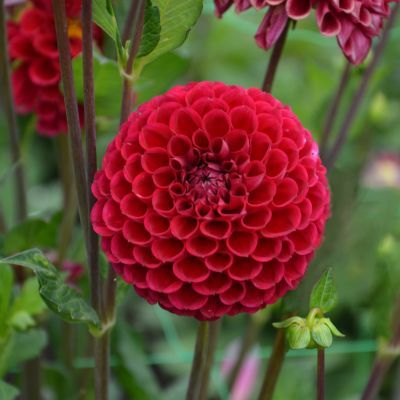 Dahlia Balle Cornel (1 bulbe) - Leaderplant