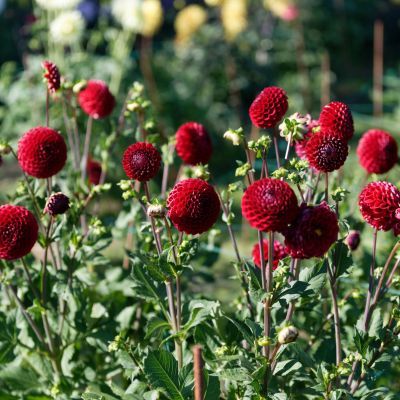 Dahlia Balle Cornel (1 bulbe) - Leaderplant