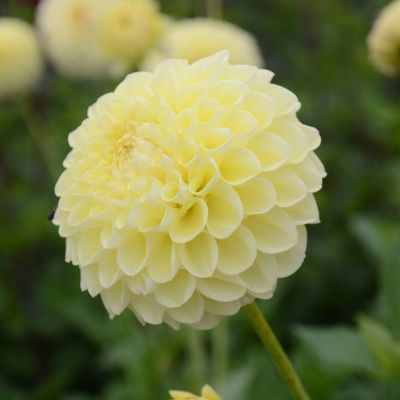 Dahlia Balle Jowey Martina (1 bulbe) - Leaderplant
