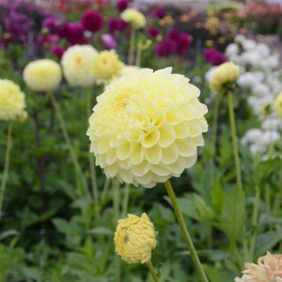 Dahlia Balle Jowey Martina (1 bulbe) - Leaderplant
