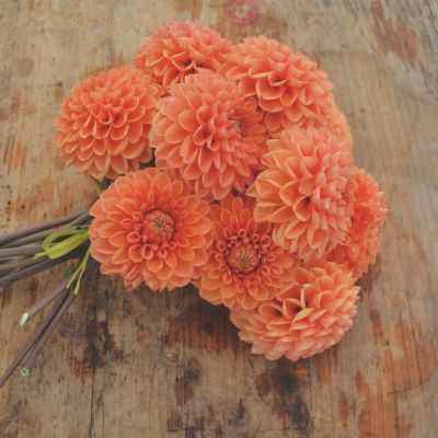 Dahlia Balle Sylvia (1 bulbe) - Leaderplant