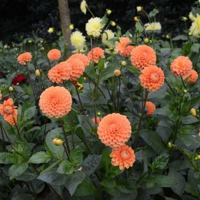 Dahlia Balle Sylvia (1 bulbe) - Leaderplant