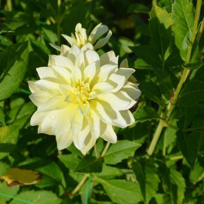 Dahlia Buisson Sofia (1 bulbe) - Leaderplant