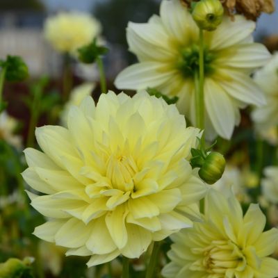 Dahlia Buisson Sofia (1 bulbe) - Leaderplant