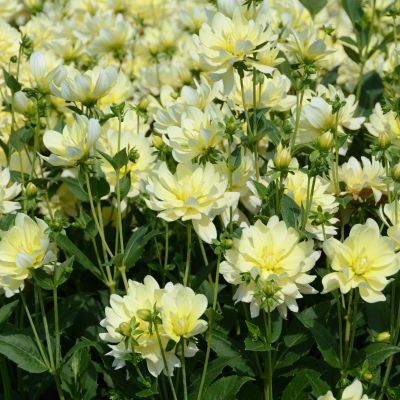 Dahlia Buisson Sofia (1 bulbe) - Leaderplant