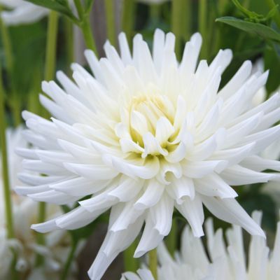Dahlia Cactus Orion (1 bulbe) - Leaderplant