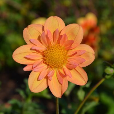 Dahlia Collerette Pale Tiger (1 bulbe) - Leaderplant