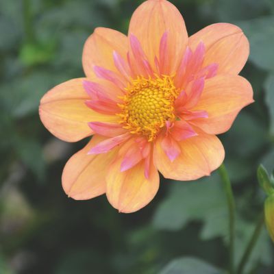 Dahlia Collerette Pale Tiger (1 bulbe) - Leaderplant