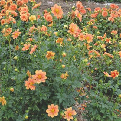 Dahlia Collerette Pale Tiger (1 bulbe) - Leaderplant