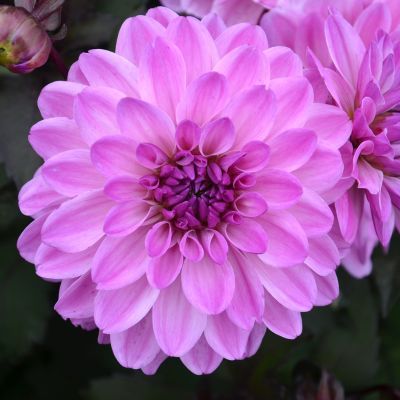 Dahlia Décoratif Nain Charming Lady (1 bulbe) - Leaderplant