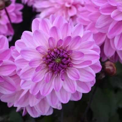 Dahlia Décoratif Nain Charming Lady (1 bulbe) - Leaderplant