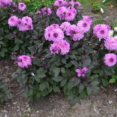 Dahlia Décoratif Nain Charming Lady (1 bulbe) - Leaderplant