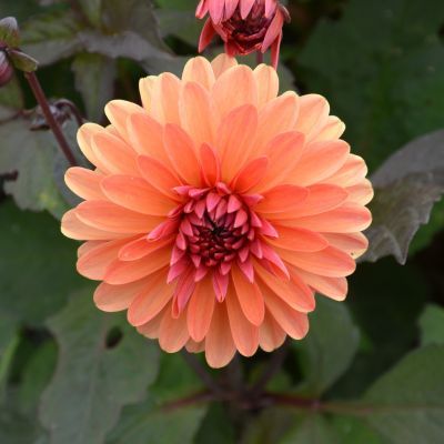 Dahlia Décoratif Nain Clemenvilla (1 bulbe) - Leaderplant