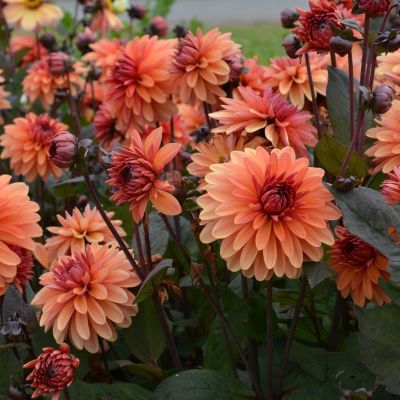 Dahlia Décoratif Nain Clemenvilla (1 bulbe) - Leaderplant